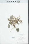 Viola rostrata Pursh by William McClain