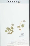 Viola pratincola Greene by William McClain