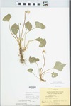 Viola pratincola Greene by Bart Moore