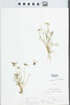 Viola pedata L. by William McClain