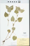Viola striata Aiton by Bart Moore