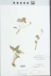 Viola sororia Willd. by S. C. Mueller