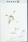 Viola pratincola Greene by S. C. Mueller
