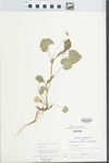 Viola striata Aiton by G. A. Hellinga