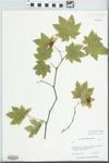 Acer circinatum Pursh by Barbara Ertter