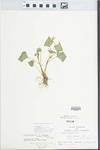 Viola pubescens var. eriocarpa (Schwein.) N.H.Russell by G. A. Hellinga