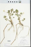 Viola striata Aiton by John E. Ebinger