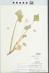 Viola pratincola Greene by Richard W. Crites