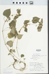 Viola striata Aiton by Charles J. Mertz