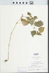 Viola striata Aiton by D. H. Sickles