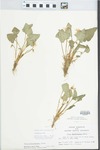 Viola missouriensis Greene
