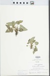 Viola missouriensis Greene
