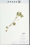 Viola striata Aiton by Ben. L. Dolbeare