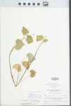 Viola pubescens var. eriocarpa (Schwein.) N.H.Russell by Ben. L. Dolbeare
