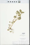 Viola striata Aiton by Ben. L. Dolbeare