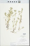 Viola rafinesquii Greene by John E. Ebinger