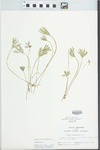 Viola pedatifida G. Don by John E. Ebinger