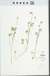 Viola pedunculata Torr. & Gray
