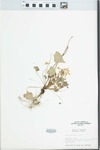 Viola rostrata Pursh by Edsel Ray Lafferty