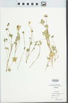 Viola pedunculata Torr. & Gray by Douglas Wood