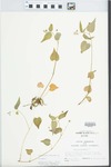 Viola canadensis L. by John E. Ebinger
