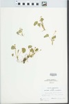 Viola pallens (Banks ex Ging) Brainerd by John E. Ebinger