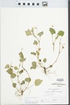 Viola striata Aiton by Loy R. Phillippe