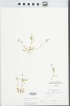 Viola rafinesquii Greene by Loy R. Phillippe