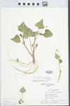 Viola pubescens var. eriocarpa (Schwein.) N.H.Russell