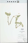 Viola pensylvanica Michx. by Deon M. Nontelle