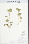Viola striata Aiton by C. Ben White