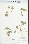 Viola sororia Willd. by John E. Ebinger