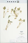 Viola sororia Willd. by Larry Dennis