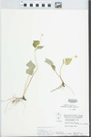 Viola pubescens var. eriocarpa (Schwein.) N.H.Russell by W. Pichon and Hampton Parker