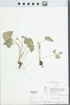 Viola sororia Willd. by W. Pichon and Hampton Parker