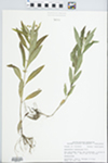 Lysimachia lanceolata Walter by John E. Ebinger