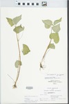 Viola pubescens var. pubescens Aiton