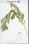 Hybanthus concolor (T.F. Forst.) Spreng. by John E. Ebinger