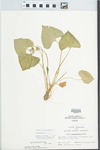 Viola pratincola Greene by John E. Ebinger