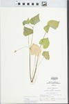 Viola pubescens var. pubescens Aiton by John E. Ebinger