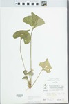 Viola sororia Willd. by W. McClain