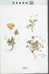 Viola conspersa Rchb.