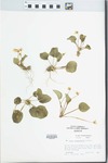 Viola rotundifolia Michx. by Loy R. Phillippe