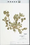 Viola striata Aiton by Randy W. Nyboer