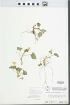 Viola pubescens var. eriocarpa (Schwein.) N.H.Russell by W. McClain