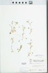 Viola rafinesquii Greene by W. McClain