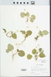 Viola blanda Willd. by Loy R. Phillippe