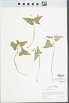 Viola hastata Michx. by Loy R. Phillippe