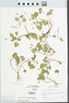 Viola pubescens var. eriocarpa (Schwein.) N.H.Russell by Loy R. Phillippe