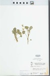 Viola striata Aiton by W. McClain